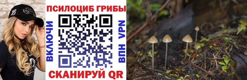 сколько стоит Новоульяновск Псилоцибиновые грибы Psilocybine cubensis